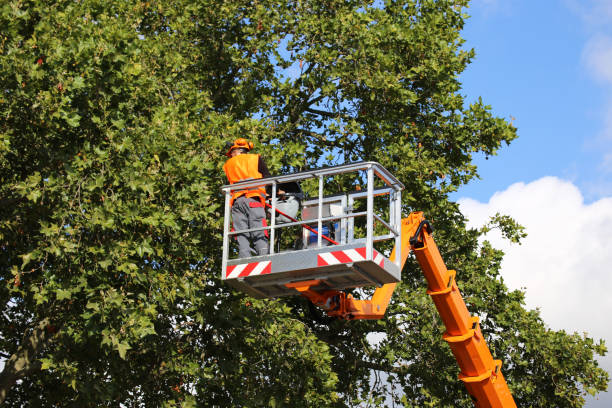 Best Emergency Tree Service  in China Lake Acres, CA